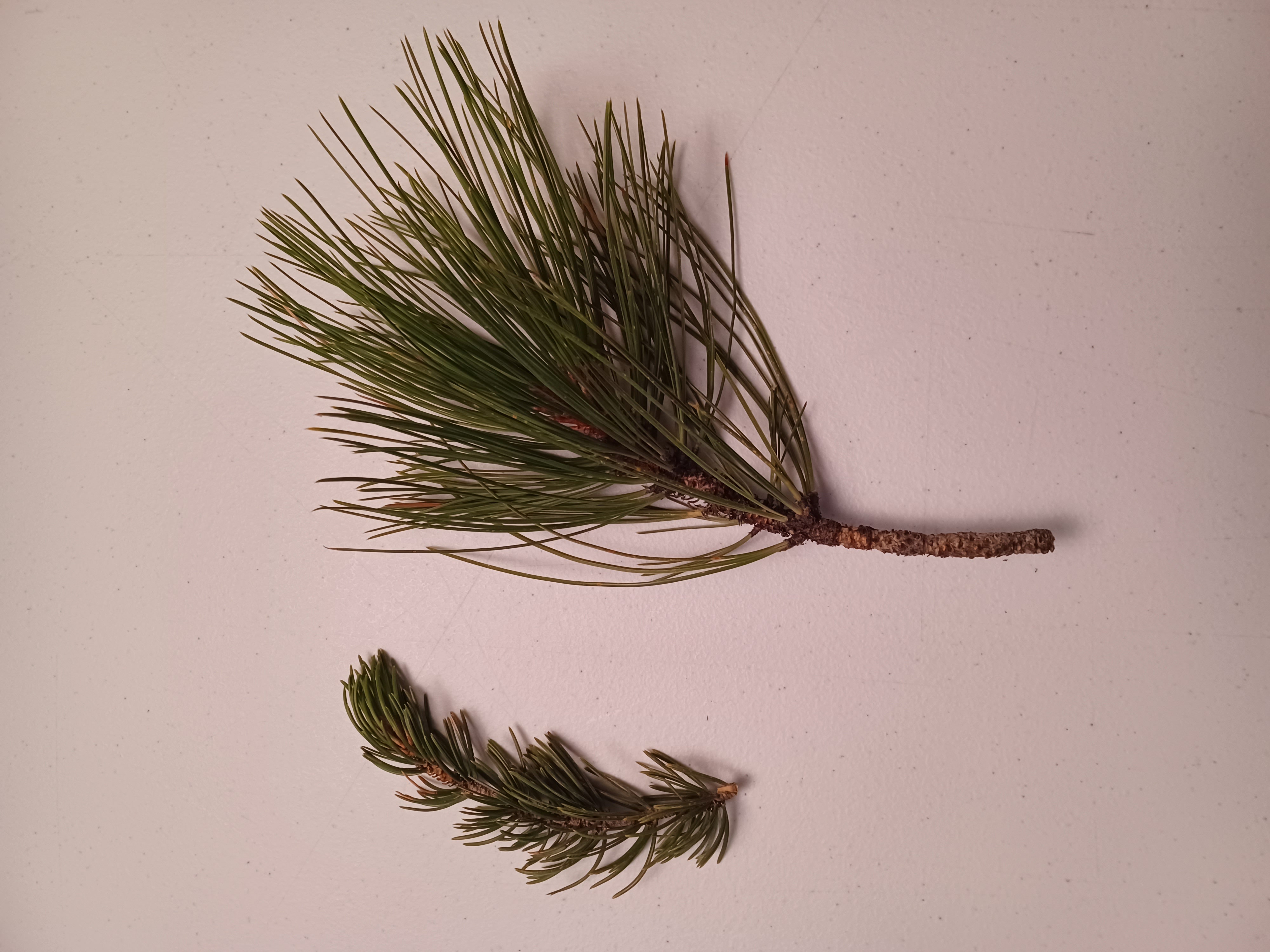 Left: Pinyon Needles.
Right: White Pine Needles.