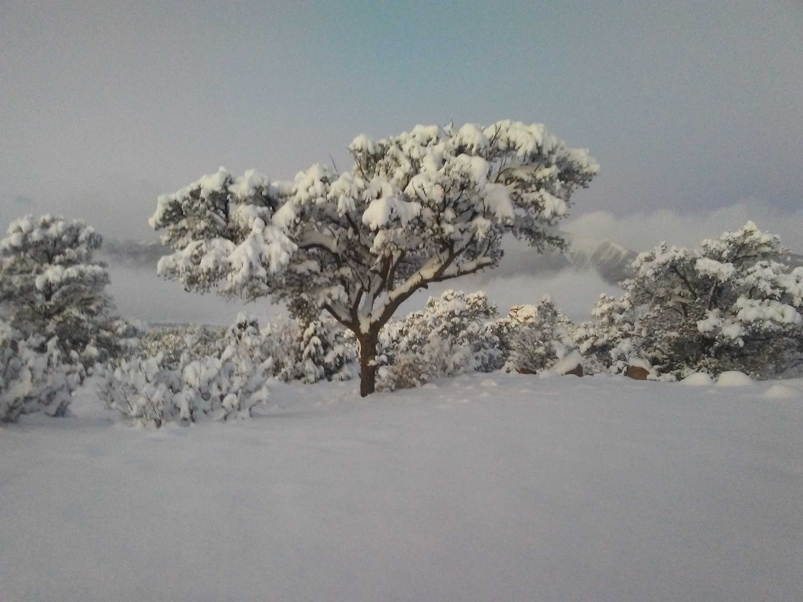 Pinyon Pine In The Winter.